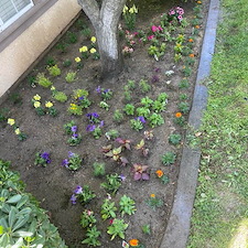 Planting Flowers in Visalia, CA 0