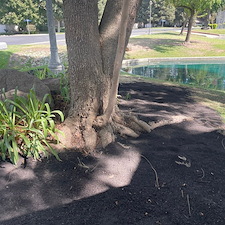 Tree trimming and Landscaping in Visalia, CA 5