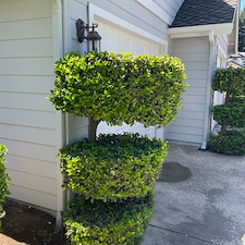 Tree trimming and Landscaping in Visalia, CA 16