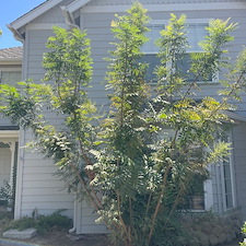 Tree trimming and Landscaping in Visalia, CA 17