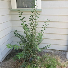 Tree trimming and Landscaping in Visalia, CA 18