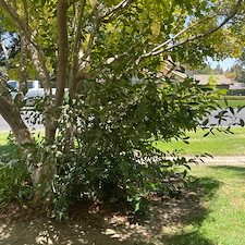 Tree trimming and Landscaping in Visalia, CA 19