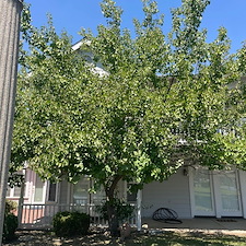 Tree trimming and Landscaping in Visalia, CA 21