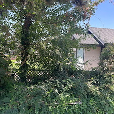 Tree trimming and Landscaping in Visalia, CA 25