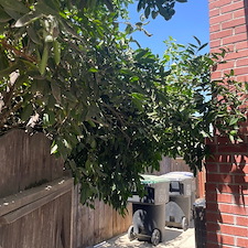 Tree trimming and Landscaping in Visalia, CA 26