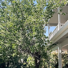 Tree trimming and Landscaping in Visalia, CA 27
