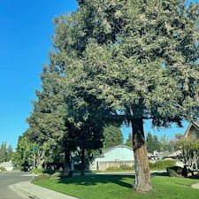 Transforming-Lawns-Reseeding-Service-Provided-in-Visalia-Ca 0