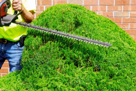 Hedge Trimming